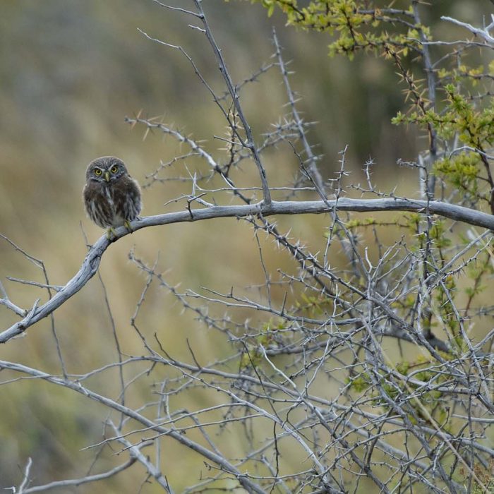 Bild patagonien